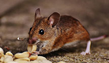 24 Hour & Emergency Exterminators in Sergeantsvlle, NJ